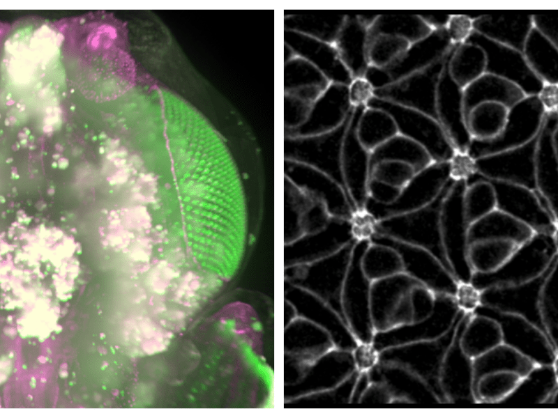 PhD research interests